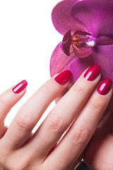 Image showing Manicured nails caress dark pink flower pedals