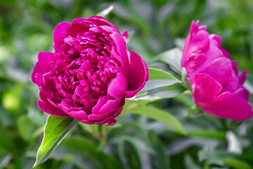Image showing Blooming red peony among green leaves