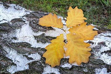 Image showing Fallen leaves on the sawn trunk of a birch.