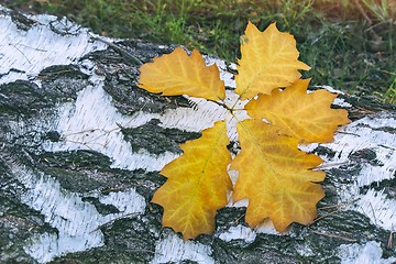 Image showing Fallen leaves on the sawn trunk of a birch.