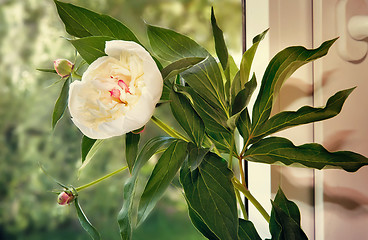Image showing The white peony flower on the windowsill.