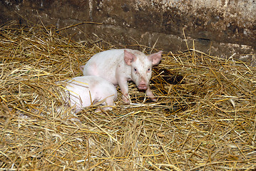 Image showing Piglets