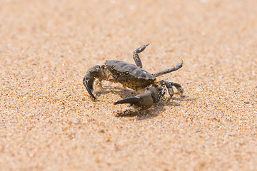 Image showing Little sea crab on the sand