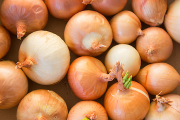 Image showing The bulbs are lying in a box closeup