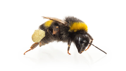 Image showing Bee, isolated on white