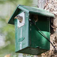 Image showing Young sparrow sitting in a birdhouse