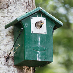 Image showing Young sparrow sitting in a birdhouse