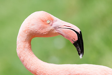 Image showing Pink flamingo close-up