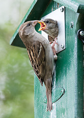 Image showing Adult sparrow feeding a young sparrow