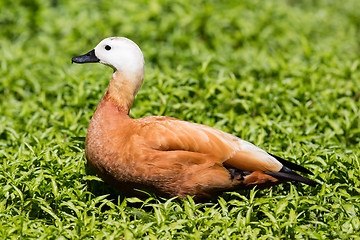 Image showing Ruddy shelduck in the grass