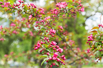 Image showing close up of beautiful blooming apple tree branch