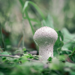 Image showing Puffball Mushroom in the forest