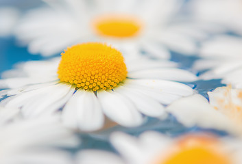 Image showing Daisies or chrysanthemums closeup