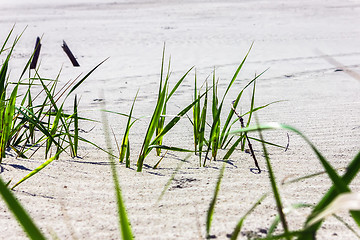 Image showing Grass on a white sand closeup