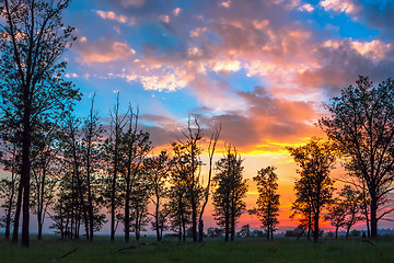 Image showing Silhouettes of trees on sunset background