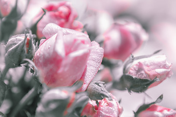 Image showing Blurred floral background of roses