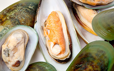 Image showing Mussel