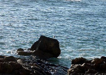 Image showing Seagul on Stone