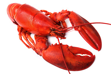 Image showing whole red lobster isolated on white background