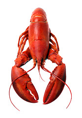 Image showing whole red lobster isolated on white background