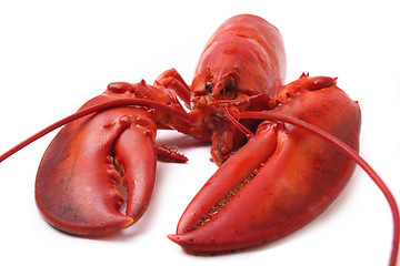 Image showing red lobster isolated on white background