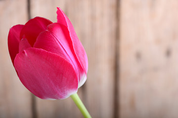 Image showing red fresh tulips flowers on wooden background