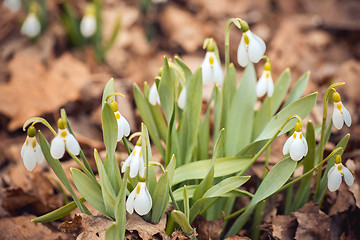 Image showing spring snowdrop flowers in the forest