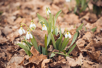 Image showing spring snowdrop flowers in the forest