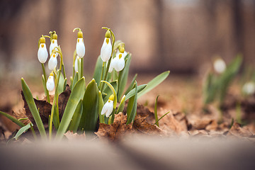 Image showing spring snowdrop flowers in the forest