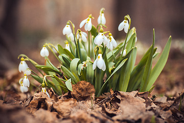 Image showing spring snowdrop flowers in the forest