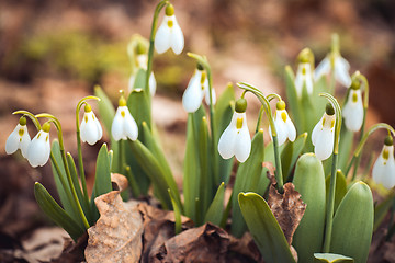 Image showing spring snowdrop flowers in the forest