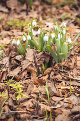 Image showing spring snowdrop flowers in the forest