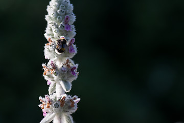 Image showing macro shot of a bumblebee collecting pollen from the  flower with copyspace