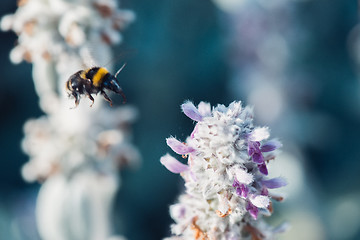Image showing macro shot of flying bumblebee collecting pollen from a flower with copyspace