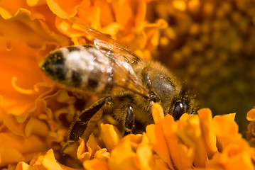 Image showing bee on the orange flower with copyspace