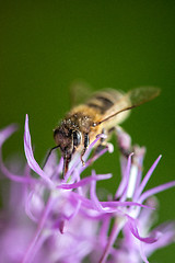 Image showing bee on the violet flower with copyspace