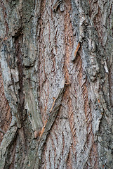 Image showing Old Wood Tree Texture Background Pattern. Vertical image