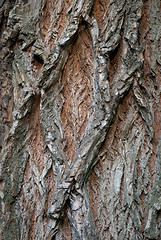 Image showing Old Wood Tree Texture Background Pattern. Vertical image