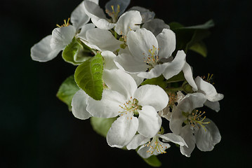 Image showing beautiful apple blossom tree on black background