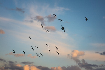 Image showing Flock of birds flying across a fiery sunset sky