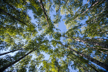 Image showing Looking up in Forest - Green Tree branches nature abstract