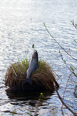 Image showing grayling fishing Northern fish