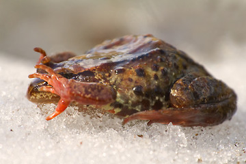 Image showing Spring. The revival of frogs.