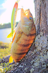 Image showing Perch caught in clear Northern river