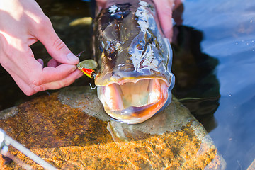 Image showing Trophy ten pound pike caught with great difficulty and emotion