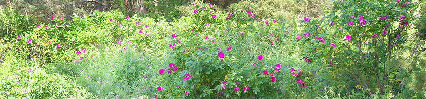 Image showing Wild rose Bush in the white midday sun