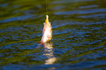 Image showing active perch fishing a micro jig in summer