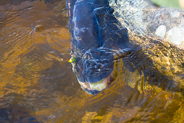 Image showing muzzle of very big pike with spoon