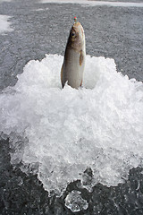 Image showing Ice fishing . Fisherman pulls out from ice hole grayling