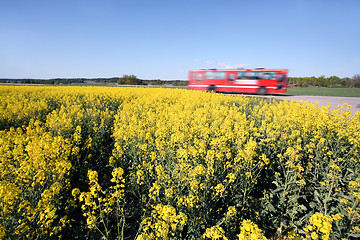 Image showing bus and Oilseed